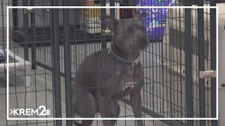 Boise kennel offering second chance for dogs and inmates Wealth