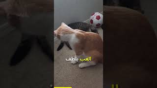 أشياء تفعلها وتؤذي قطتك يجب أن تتوقف عن فعلها! 😾