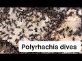 มดหนามกระทิงขนทอง(Polyrhachis dives)สร้างรังจากใยของตัวอ่อน|Madu Nee