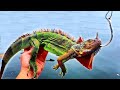 Iguanas for Bait Catch MONSTER Fish!