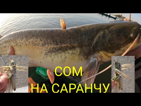 2023 год, с. Вышка, Астраханская область / мой первый сом. Рыбалка на сома на саранчу, судак.