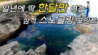 "너구리라면 사장님 여기 다시마 많아요" 삼척 스노클링 포인트