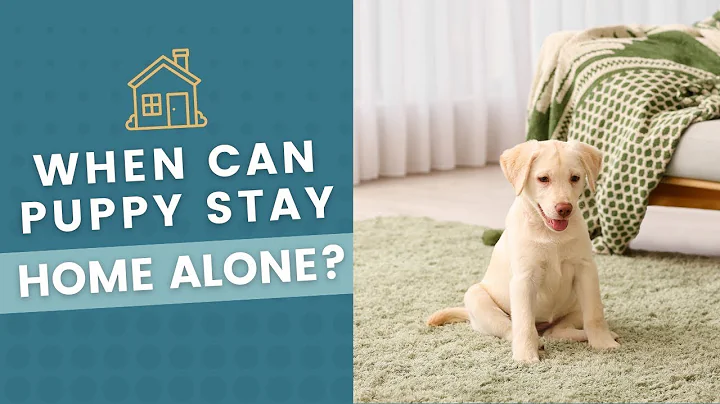 When to Leave a Puppy Home Alone