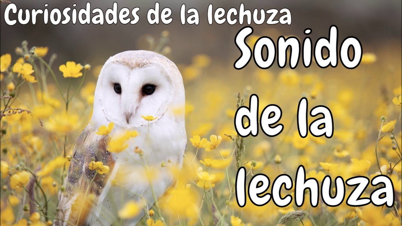 Sonido de lechuza común en la noche owl sound at night