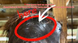 ‼️ Our horse had an accident/head injury! Now that we finally have answers we can talk about it!
