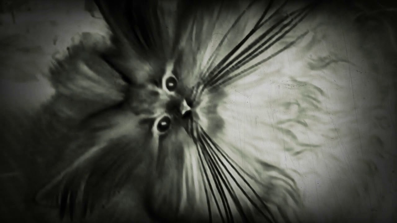 Cat's definition YouTube