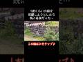 1歳くらいの猫を保護しようとしたら既に母猫だった…子猫と母猫のやりとりが可愛すぎた！
