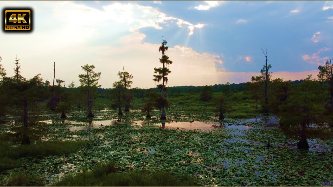 4K 60FPS Iatt Lake Dry Prong Louisiana DJI Mini 2 Drone Footage YouTube