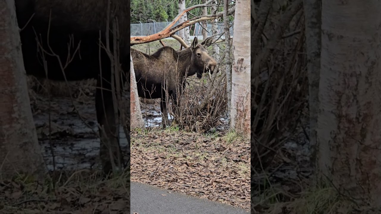 Moose grazing.. hello!