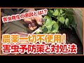 春は要注意！家庭菜園や農園で農薬も自然農薬も使わずに害虫対策するコツ！春夏野菜栽培の前にする害虫予防策を徹底解説！【農園ライフ】