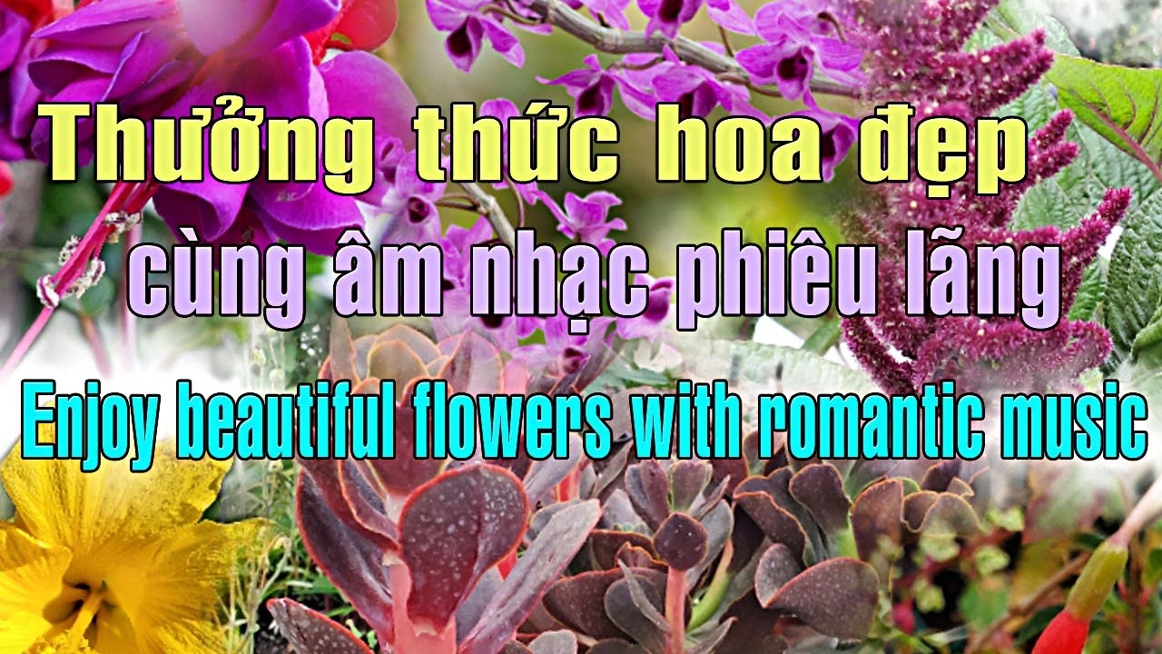 Thưởng thức hoa đẹp cùng âm nhạc phiêu lãng - VIETUS1040