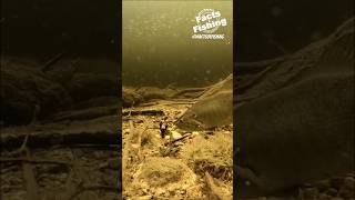 Champ Craw Small-Jaw