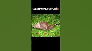 Things bigger than you think #mindblowingfacts #scary #horror