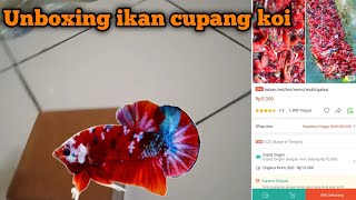 Unboxing ikan cupang koi /multi /galaxi