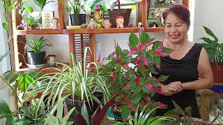 I bought POTS to hang my #plants 👌😊 how great 😉