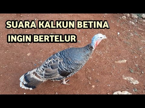 Suara ayam kalkun betina ingin bertelur (ayam kalkun)