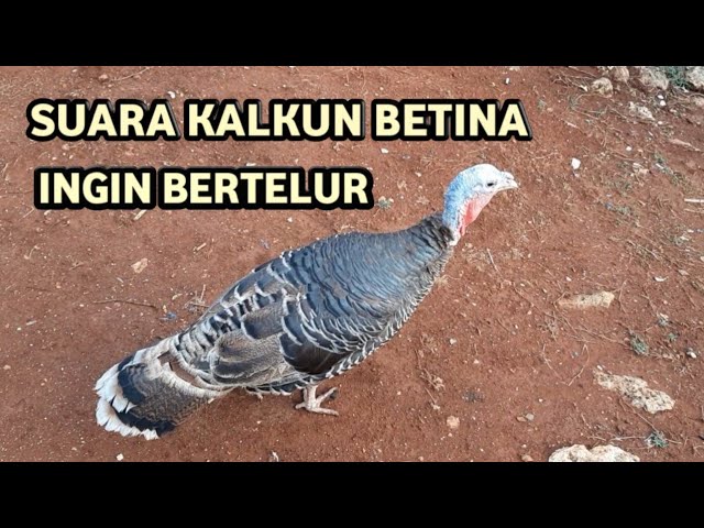 Suara ayam kalkun betina ingin bertelur (ayam kalkun) class=