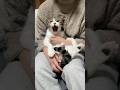 あくびのとき声出る猫