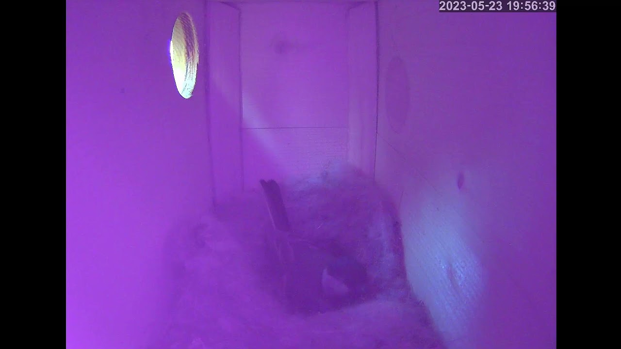 Гнездо синиц за окном - YouTube