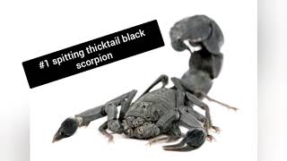 Top 5 most deadly the scorpions