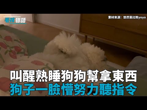 主人叫醒熟睡狗狗幫忙拿充電器，狗子一臉懵努力聽指令，反應太暖！