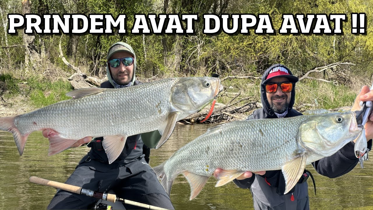 PRINDEM AVAT dupa AVAT pe LOCURI NOI. Sa fie asta RETETA CASTIGATOARE pe DUNARE?