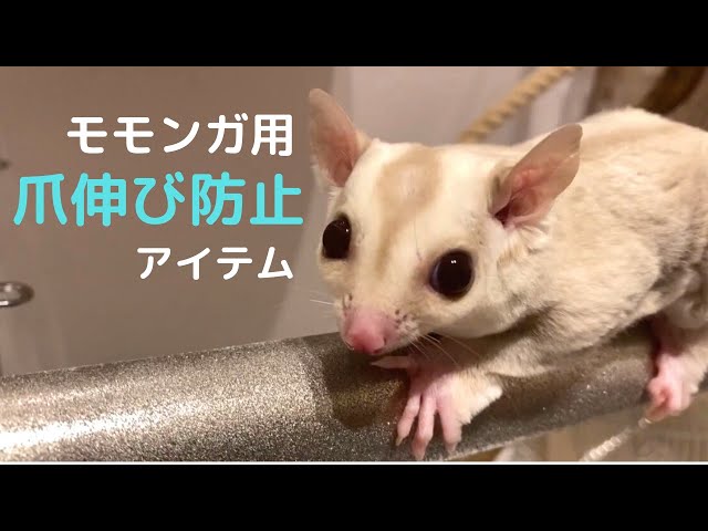 フクロモモンガ】爪切りに悩んだ時の救世主に出会いました【爪