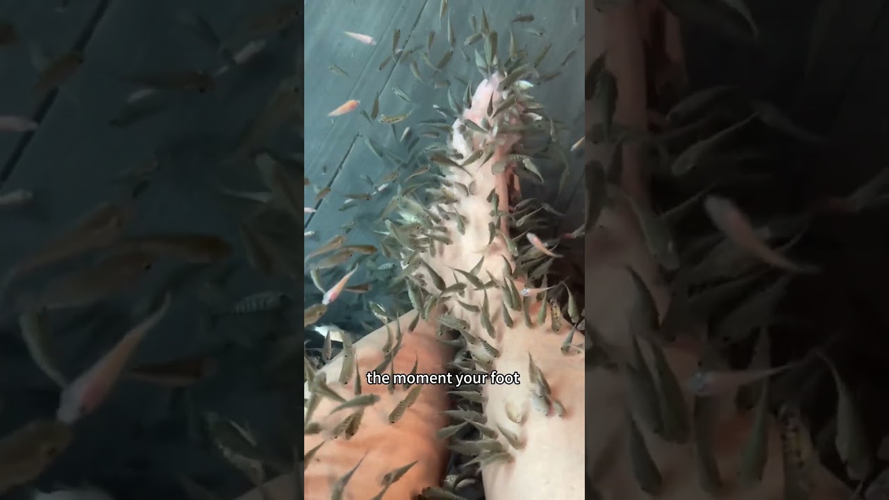 Would You Survive This Fish Spa？