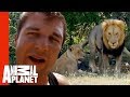 Dave Salmoni's Dangerous Mission To Live With Wild Lions