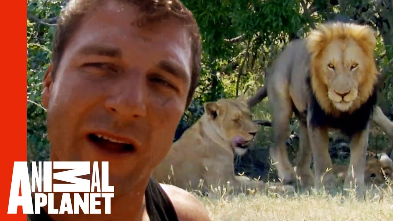 Dave Salmoni's Dangerous Mission To Live With Wild Lions - YouTube