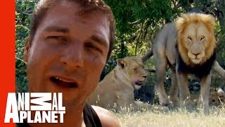 Dave Salmoni's Dangerous Mission To Live With Wild Lions