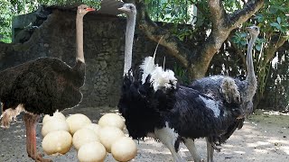 OSTRICH PROTECT HER EGGS | ANIMAL LIFE