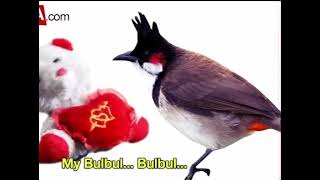 Gugula Gugula May Bulbüle Osssurrukkkk Kemiksiz Kakadır