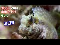 海水魚水槽に増えすぎた海藻を出したら茶ゴケが大発生→苔取り生体注文したらビミョーな生物たちが届いた→仕事きっちり/海水水槽また立ち上げました【熱帯魚水槽/アクアリウム】