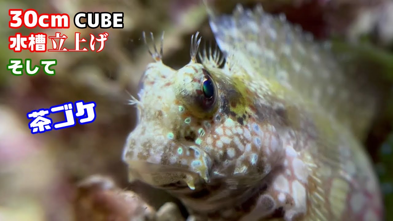 海水魚水槽に増えすぎた海藻を出したら茶ゴケが大発生→苔取り生体注文したらビミョーな生物たちが届いた→仕事きっちり/海水水槽また立ち上げました【熱帯魚水槽/アクアリウム】