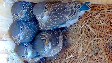 Tiny, Fluffy Bluebirds in My Nest Box Make the Sweetest Sounds!
