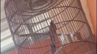 Burung Murai Belajar Bunyi
