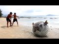 Wilderness Food - Found Puffer Fish at the Beach