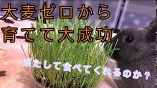 【大麦栽培再挑戦！大成功？】うさぎに与えてみる　「しえるの日常　３８話」