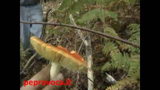 Come cercare funghi