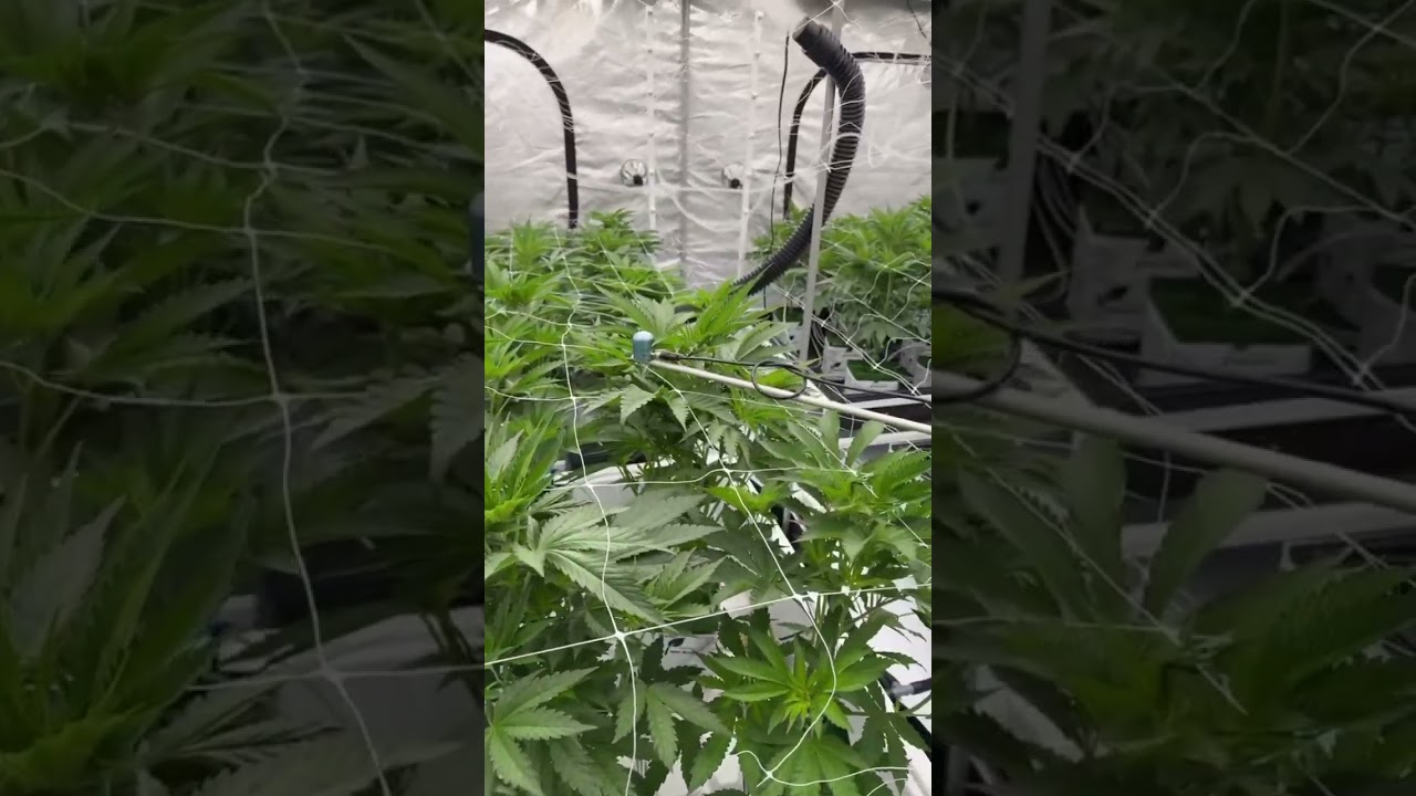 Cookies Seedbank Dried Fruit & Elephant Trunk 