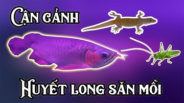 CẬN CẢNH CÁ RỒNG HUYẾT LONG SĂN MỒI | CLOSE UP OF SUPPER RED AROWANA HUNT | BẢO THANH AROWANA