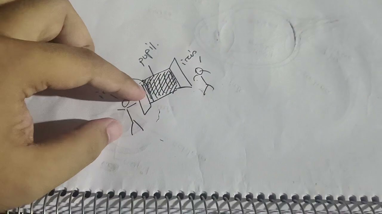 The human eye (part 11: Function of the iris)