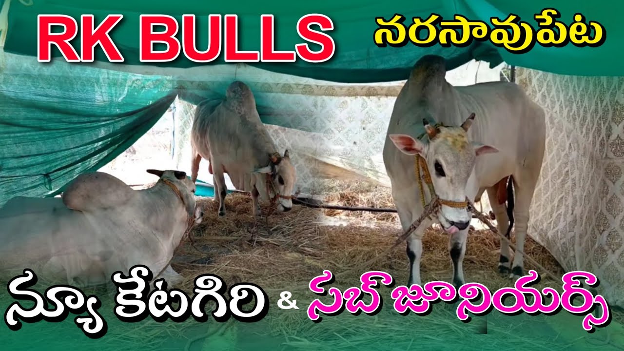 RK Bulls | Narsaraopet 2022 | New Category | Bull race 
