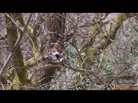 Wiedehopf - Hoopoe,