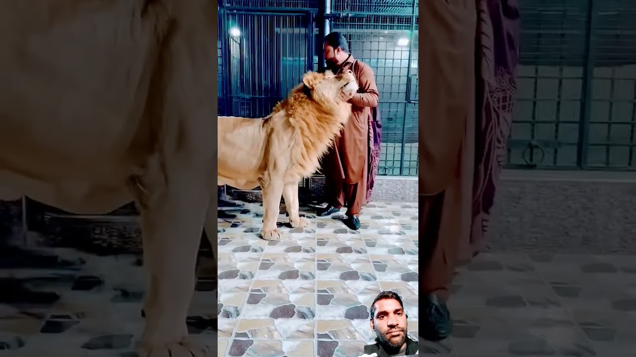 Tiger 🐯🐯🐯🐯 