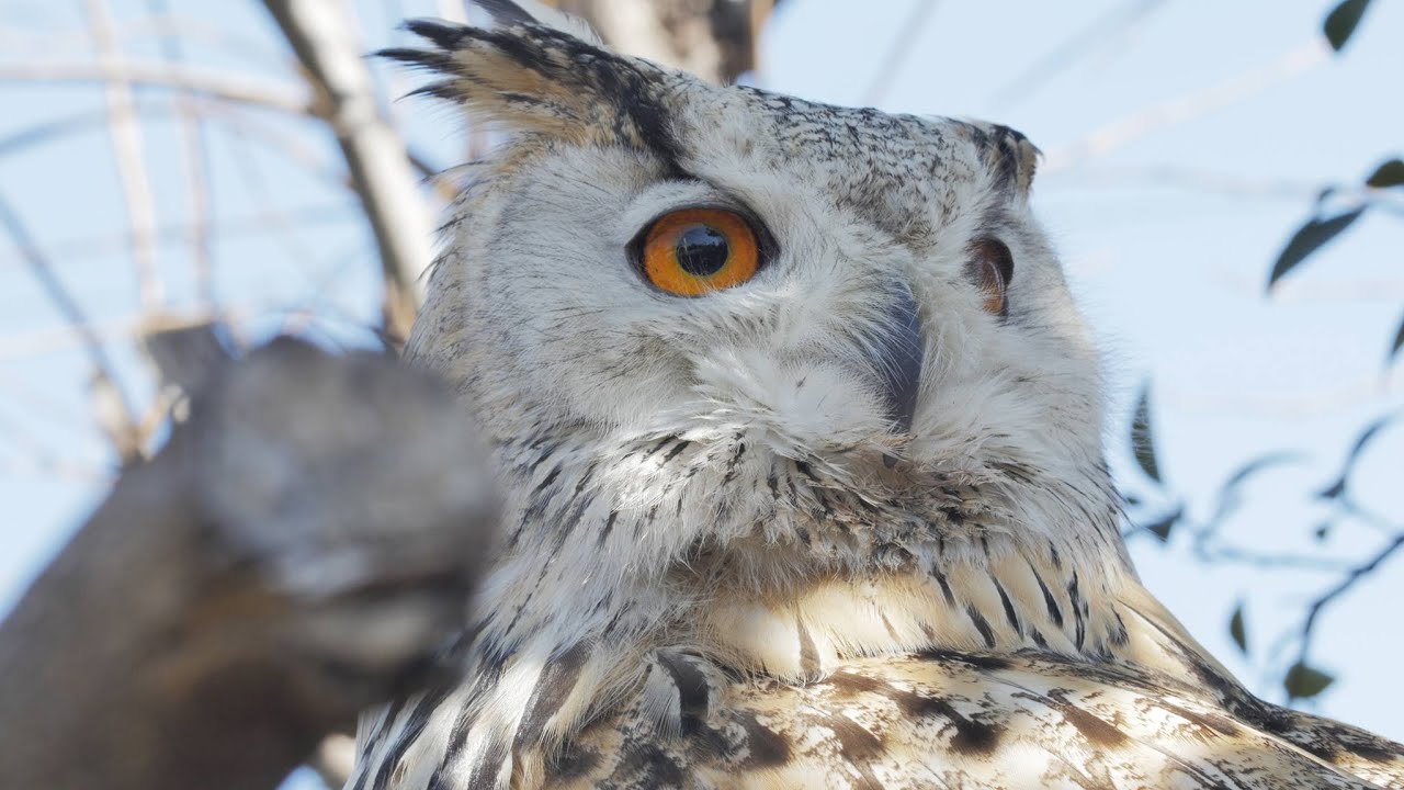 フカフカと4Kの瞳【シベリアワシミミズク／Siberian eagle owl】 [4K