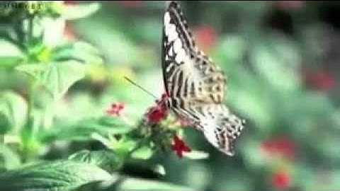فضل أذكار الصباح والمساء - الشنقيطي