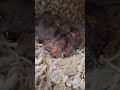 Zebra Finch Development Part 3. Her Eyes Opened. (7 Days) #birds #petbird #zebrafinch #shorts #viral