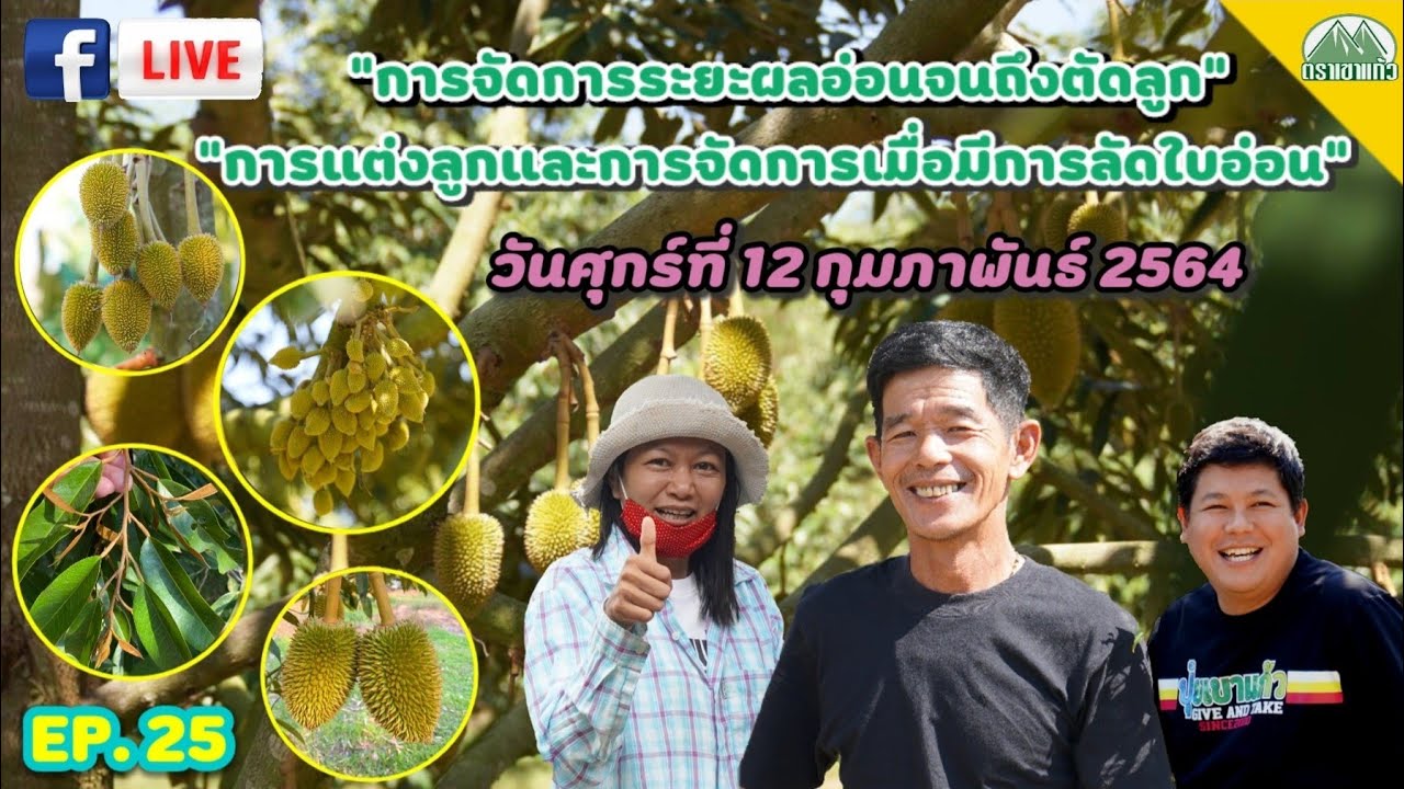 EP.25 การแต่งลูก & การจัดการเมื่อทุเรียนลัดใบอ่อนในระยะผลอ่อน |ปุ๋ยตราเขาแก้ว (Official)